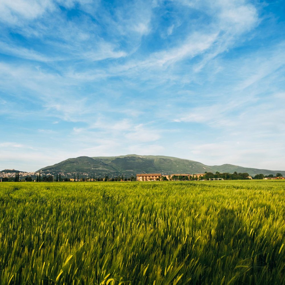 Urlaub in Umbrien? Und noch viel mehr! Grünes Getreidefeld vor Hügeln unter blauem Himmel