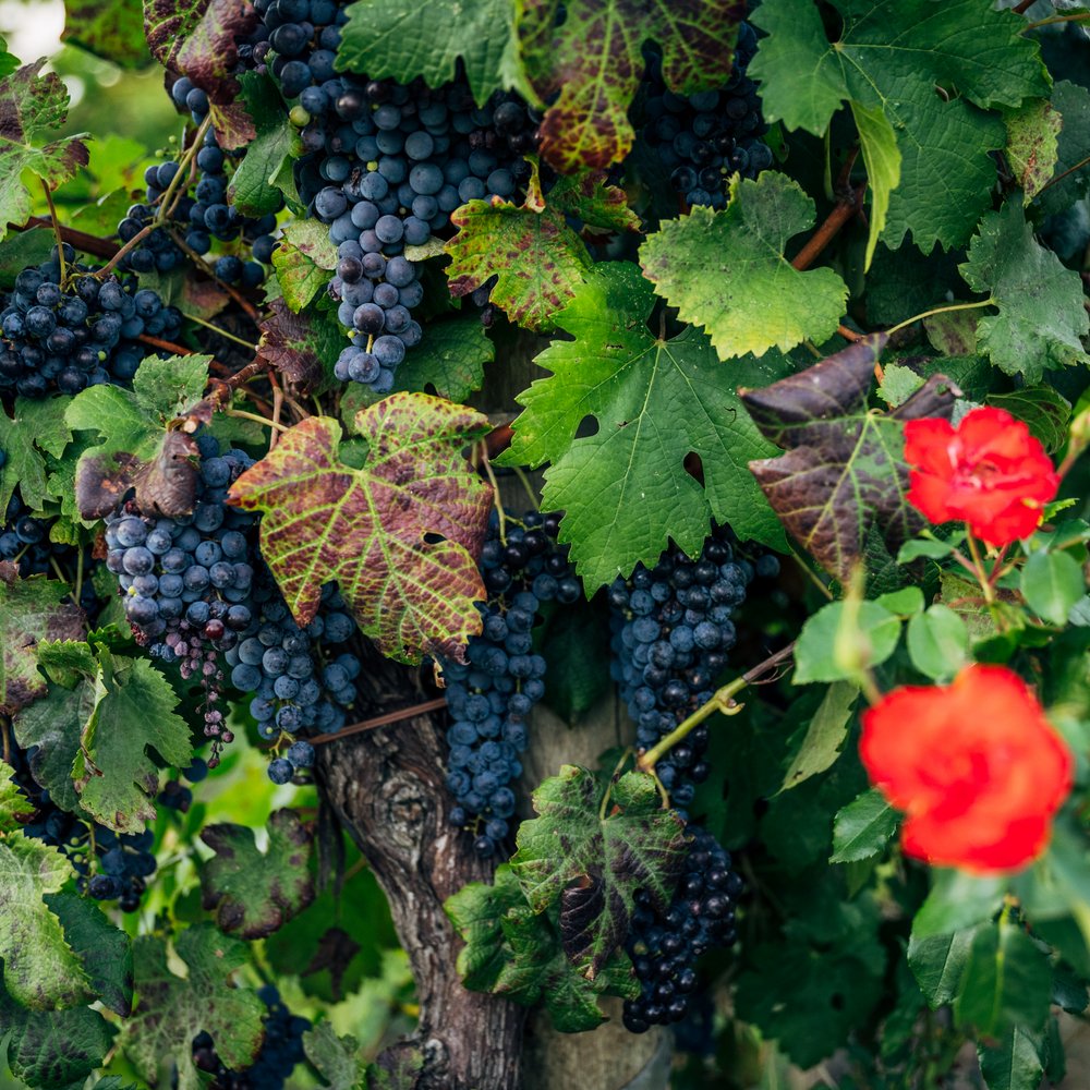 Degustazione vini ad Assisi per piccoli gruppi di amici o in famiglia. Grappoli di uva nera su vite con foglie verdi e rose rosse