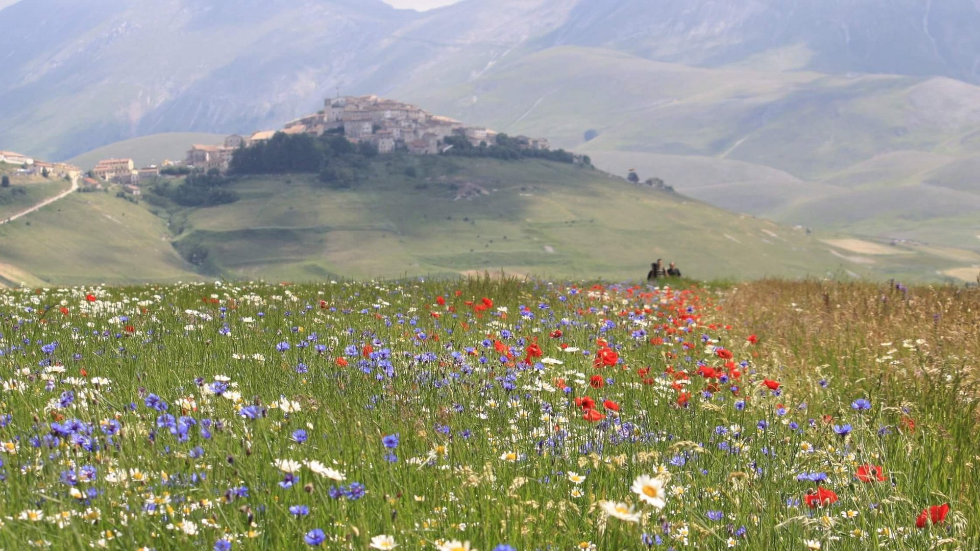 La Basilica di San Francesco ad Assisi Campo di fiori selvatici con villaggio su collina e montagne sullo sfondo