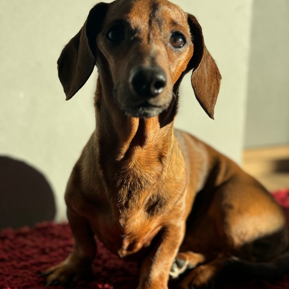 Halloween e Ognissanti Olio Nuovo, Vini e Relax nella Perugia più bella Bassotto marrone seduto su un tappeto rosso con luce solare